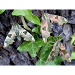 Lime Hawk tiliae TWENTY LARVAE at a SPECIAL PRICE!